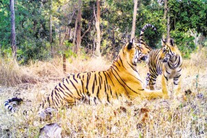 Pench Tiger Reserve